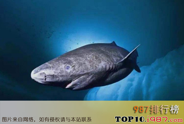 十大世界最长寿的动物之格陵兰鲨鱼