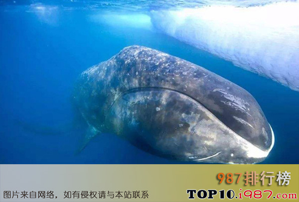 十大世界最长寿的动物之弓头鲸