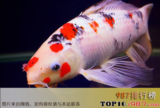 十大世界最长寿的动物之锦鲤金鱼