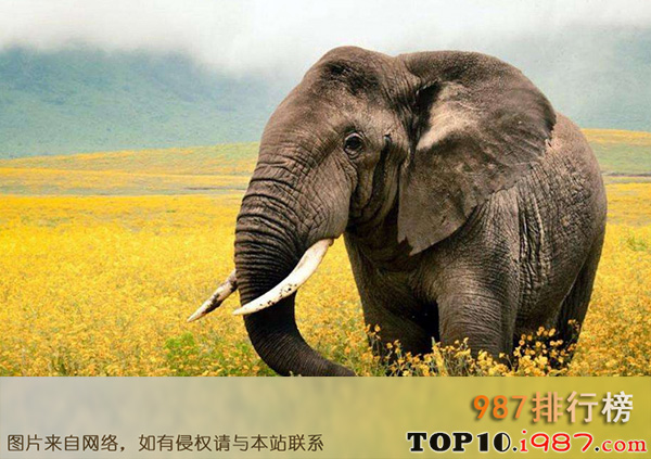 世界十大最长寿的动物之大象