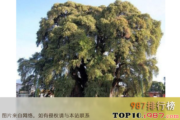十大世界奇怪的树之图莱树
