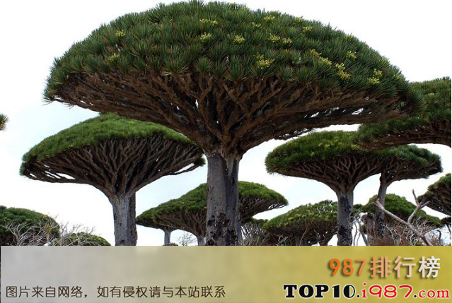 十大世界奇怪的树之龙树