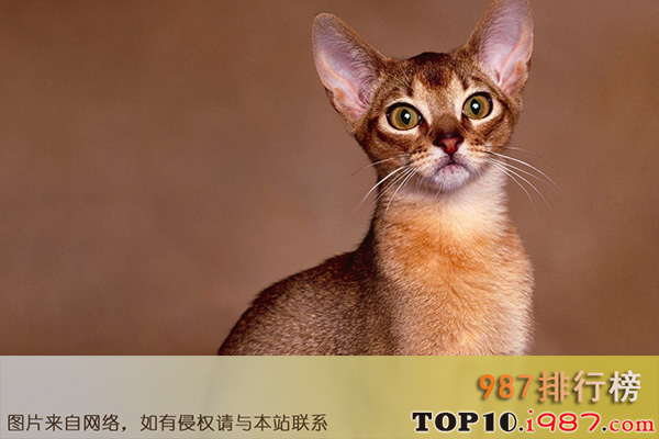 十大世界上最温顺猫咪之阿比西尼亚猫