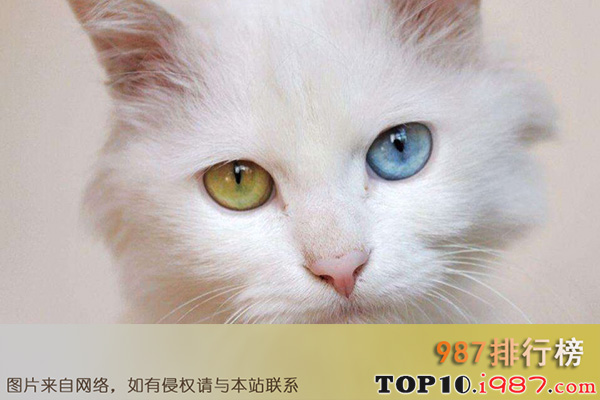 世界上十大最温顺猫咪之波斯猫