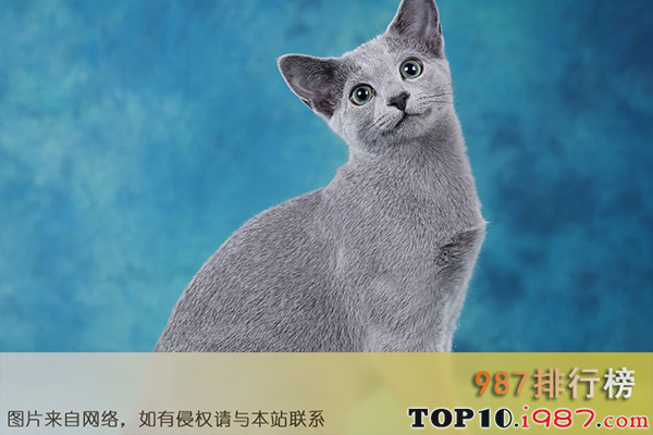 十大世界上最温顺猫咪之俄罗斯蓝猫