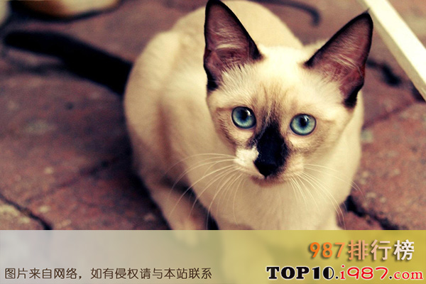 十大世界上最温顺猫咪之暹罗猫