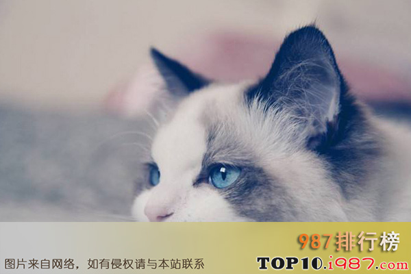 世界上十大最温顺猫咪之布偶猫