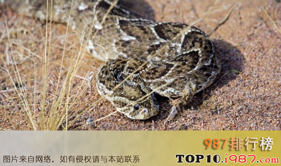 十大澳大利亚致命毒蛇之蝰蛇