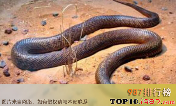 十大澳大利亚致命毒蛇之内陆泰盘