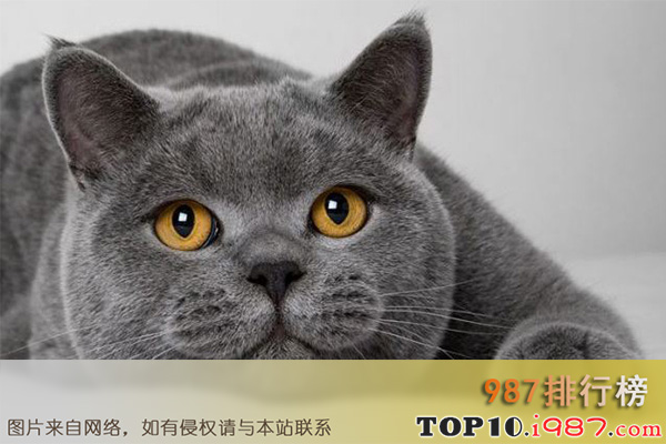 十大最受欢迎猫咪之英国短毛猫