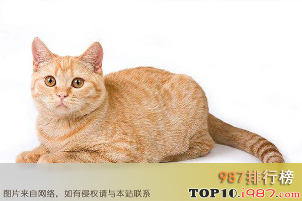 十大最受欢迎猫咪之中华田园猫