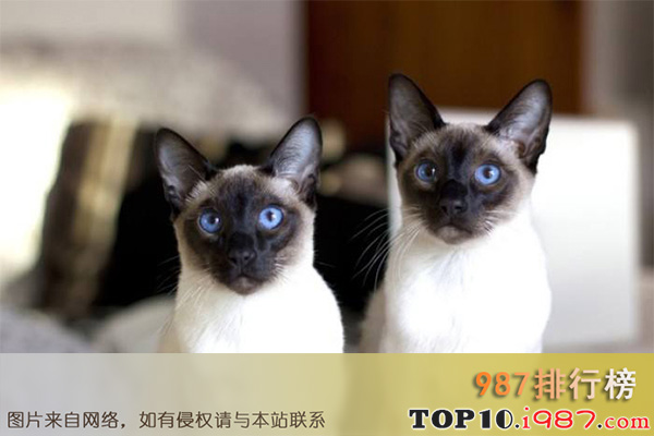 十大最受欢迎猫咪之暹(xian)罗猫