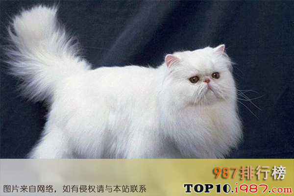 十大最受欢迎猫咪排名之波斯猫