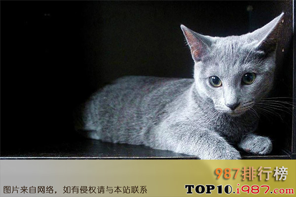 十大最受欢迎猫咪之俄罗斯蓝猫
