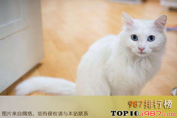 十大最受欢迎猫咪之土耳其安哥拉猫