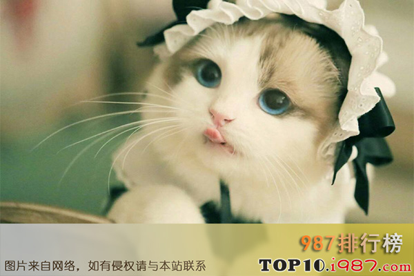 十大最受欢迎猫咪排名之布偶猫