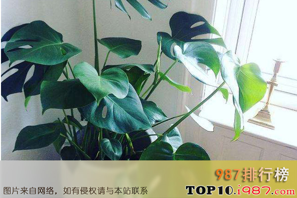 十大净化室内空气的盆栽之龟背竹