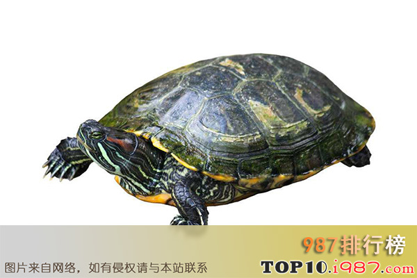 十大最好养的龟之锦龟