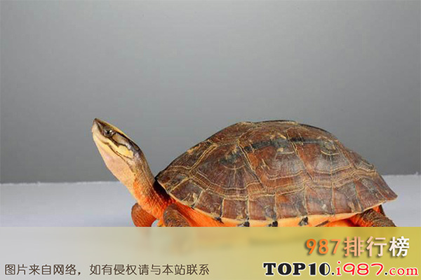 十大最好养的龟之金钱龟
