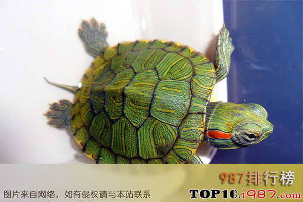十大最好养的龟之巴西龟