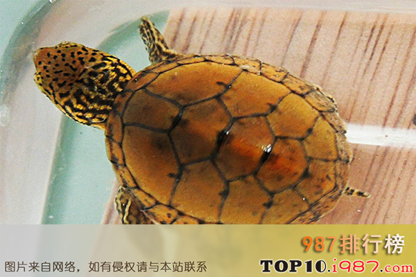 十大最好养的龟之蛋龟
