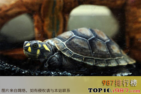十大最好养的龟之黄头侧颈龟