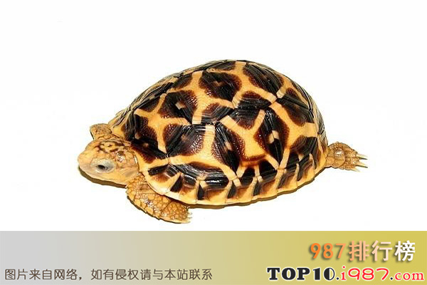 十大最好养的龟之缅甸陆龟