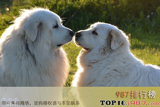 十大最忠诚的狗之 大白熊犬