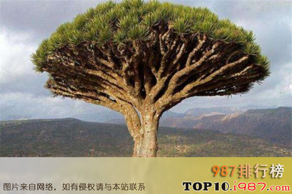 世界十大最神奇的植物大全之龙血树