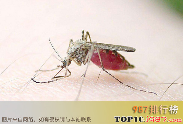 世界十大杀手动物之蚊子
