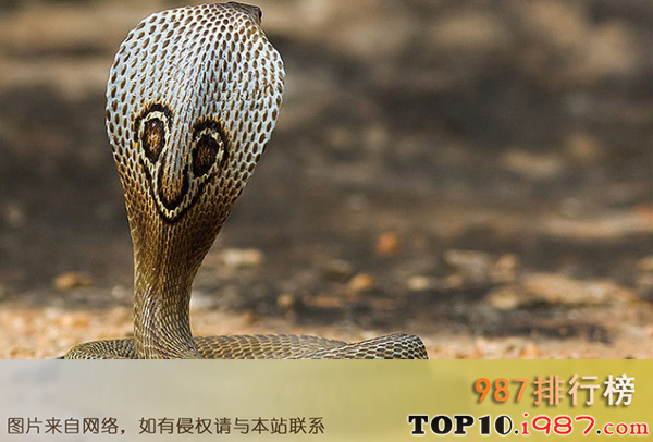 十大世界杀手动物之亚洲眼镜蛇