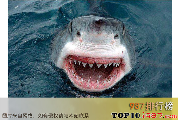 十大世界杀手动物之大白鲨
