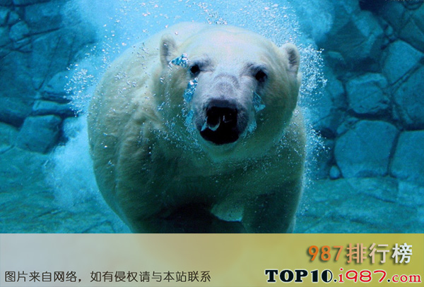 世界十大杀手动物之北极熊