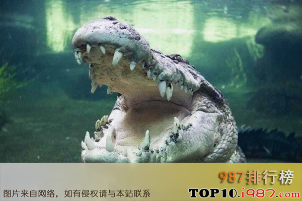 世界咬合力陆地最大的动物十大之湾鳄