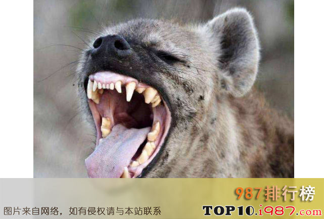 十大世界咬合力陆地最大的动物之斑鬣狗