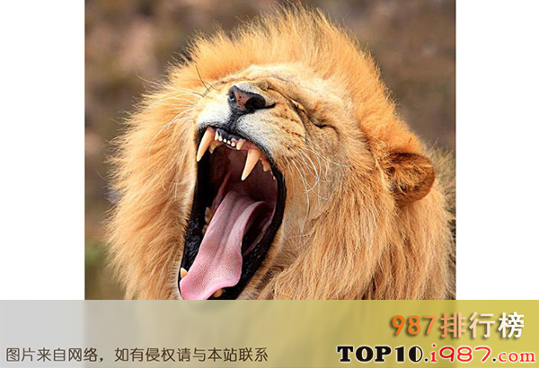 世界咬合力陆地最大的动物十大之狮子