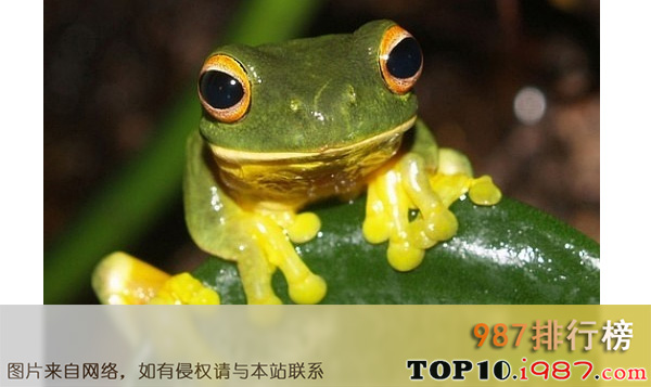 十大世界最奇特的动物的眼睛之青蛙的眼睛