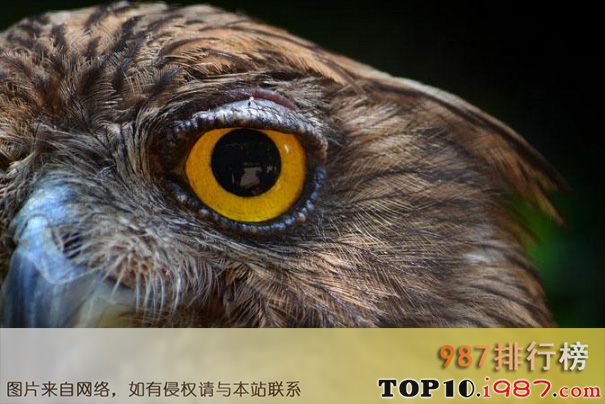 十大世界最奇特的动物的眼睛之猫头鹰的眼睛