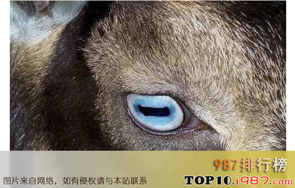 十大世界最奇特的动物的眼睛之山羊的眼睛