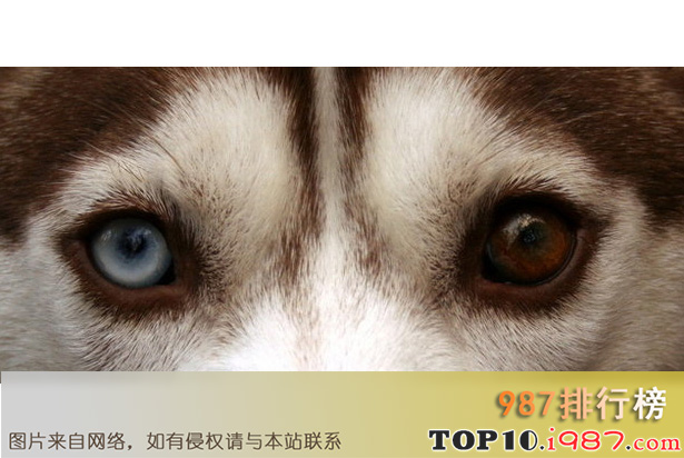 十大世界最奇特的动物的眼睛之爱斯基摩犬的眼睛