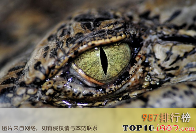 十大世界最奇特的动物的眼睛之鳄鱼的眼睛