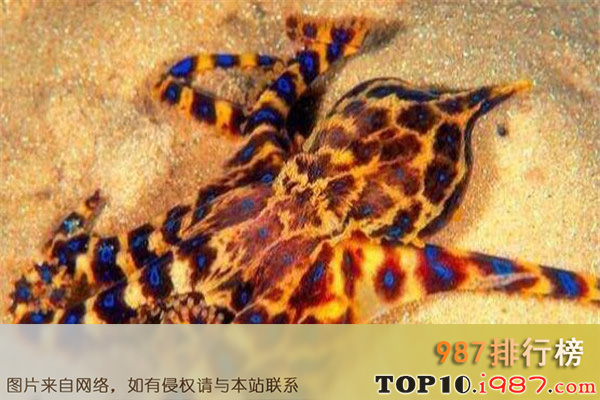 十大世界危险动物之蓝纹章鱼