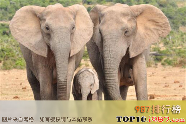 世界十大危险动物排名之大象