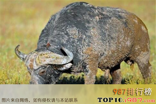 十大世界危险动物之非洲岬水牛