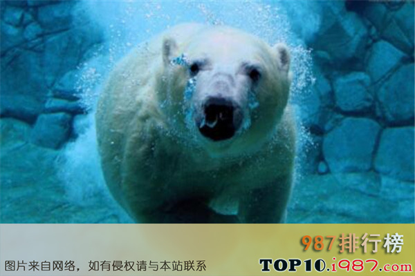世界十大危险动物排名之北极熊
