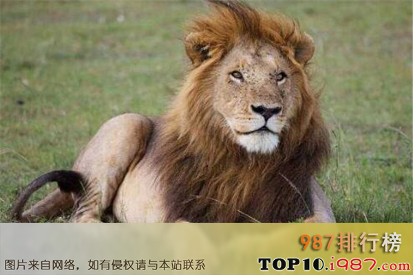 世界十大危险动物排名之非洲狮
