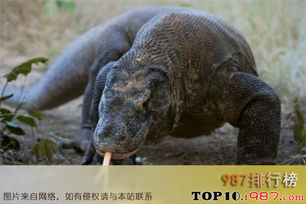 十大世界危险动物之科莫多巨蜥