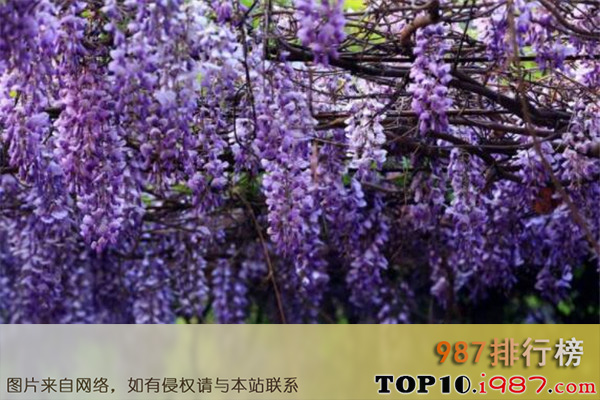 十大世界最凄美的花故事之紫藤