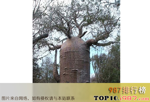 十大世界奇树之最粗的猴面包树