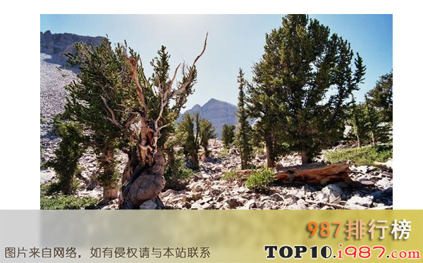 十大世界奇树之最长寿的树